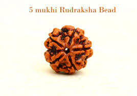 5 Mukhi Rudraksha Bead